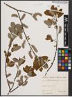 Foto von Salix caprea L.